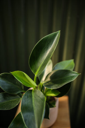 Philodendron Green Princess