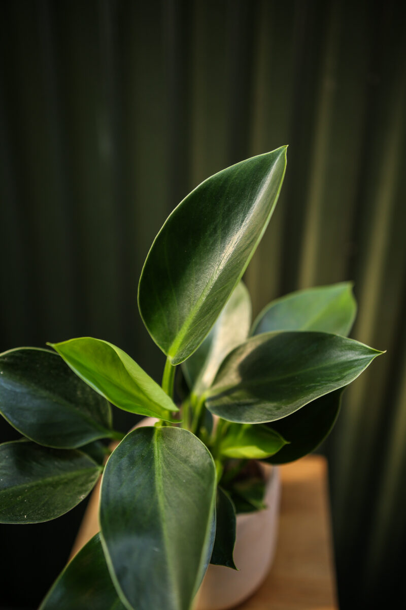 Philodendron Green Princess