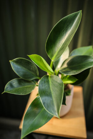 Philodendron Green Princess