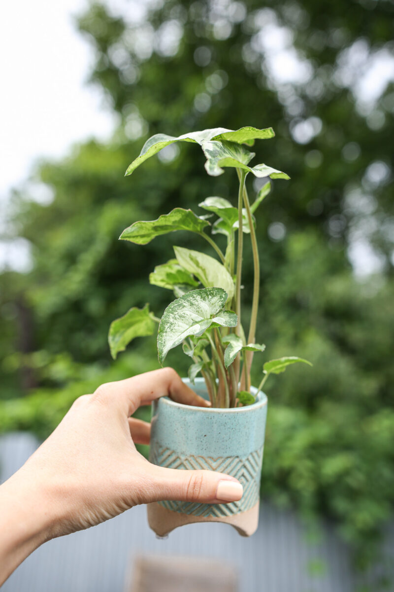 Syngonium Three Kings