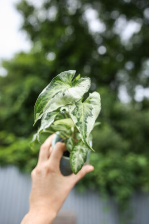 Syngonium Three Kings