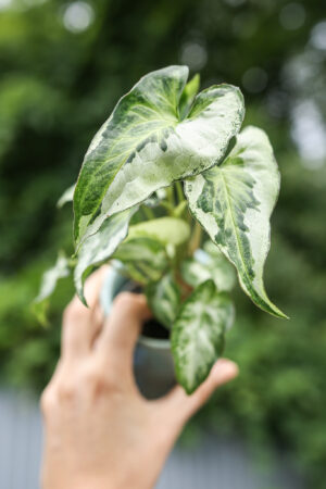 Syngonium Three Kings