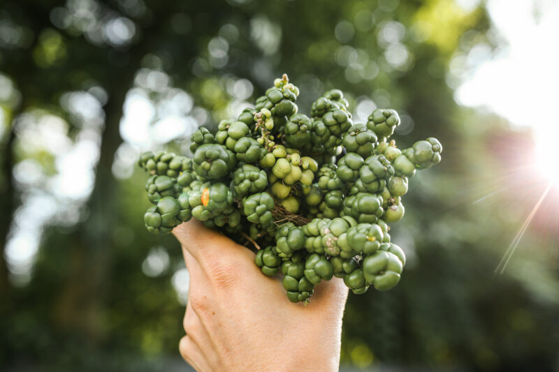 Dischidia nummularia Pangolin Kisses