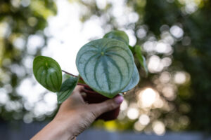 Peperomia ‘Watermelon’ srebrzysta