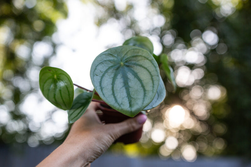 Peperomia ‘Watermelon’ srebrzysta