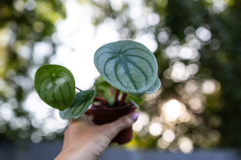 Peperomia ‘Watermelon’ srebrzysta