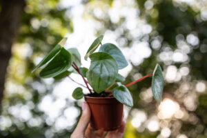 Peperomia ‘Watermelon’ srebrzysta