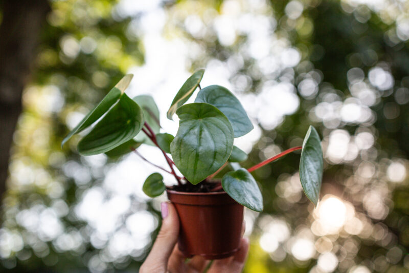 Peperomia ‘Watermelon’ srebrzysta