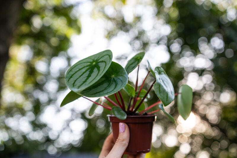 Peperomia ‘Watermelon’ srebrzysta