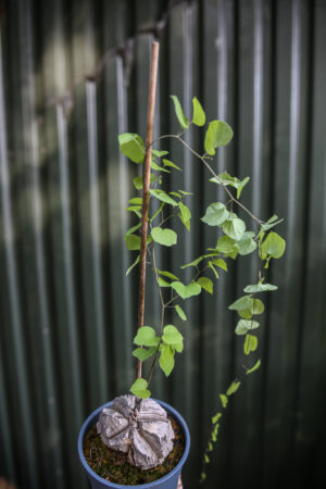 Dioscorea elephantipes ‘Roślina ŻÓŁW’