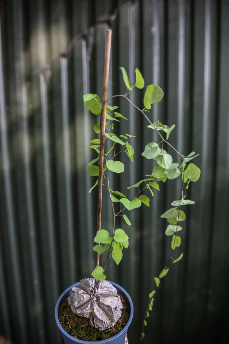 Dioscorea elephantipes ‘Roślina ŻÓŁW’
