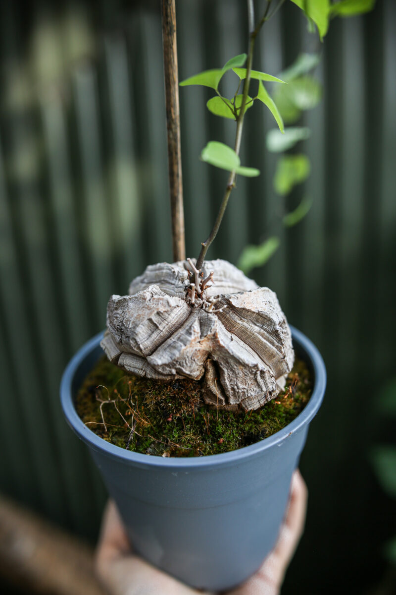 Dioscorea elephantipes ‘Roślina ŻÓŁW’