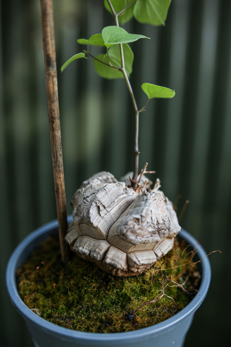 Dioscorea elephantipes ‘Roślina ŻÓŁW’