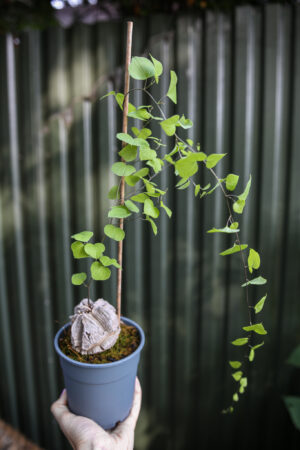 Dioscorea elephantipes ‘Roślina ŻÓŁW’