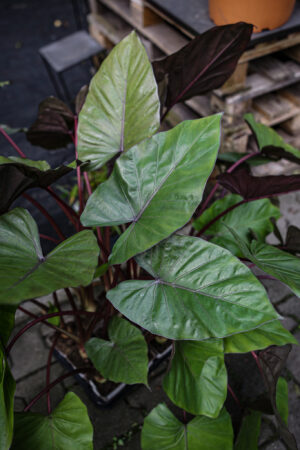 Alocasia Metalhead