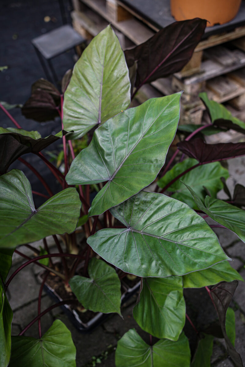 Alocasia Metalhead