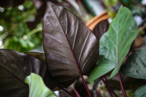 Alocasia Metalhead