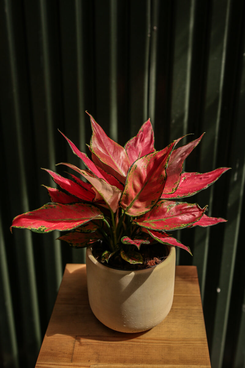 Aglaonema ‘Red Elephant’
