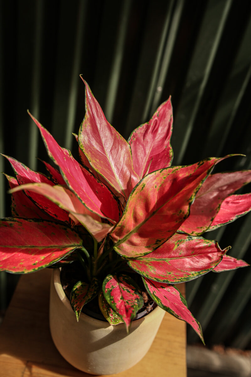 Aglaonema ‘Red Elephant’