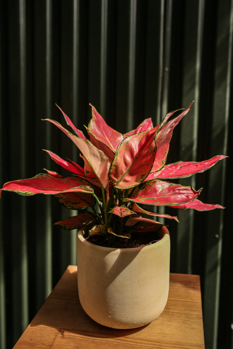 Aglaonema ‘Red Elephant’