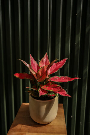 Aglaonema ‘Red Elephant’