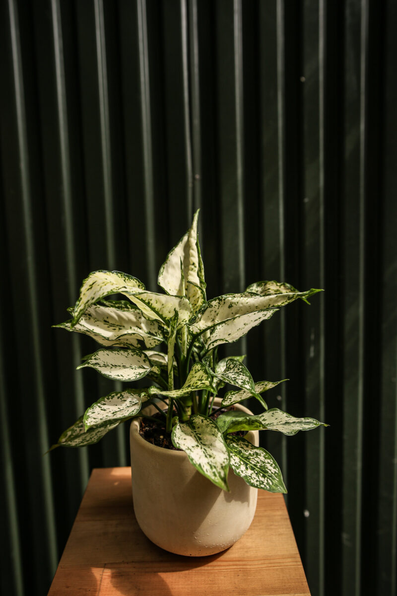 Aglaonema ‘white kiwi’