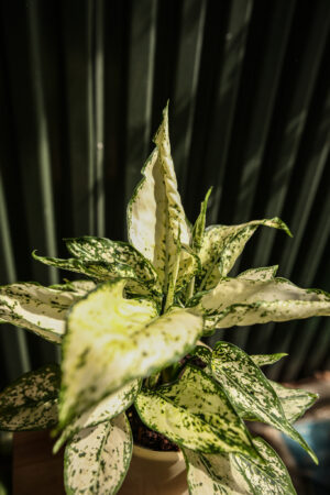 Aglaonema ‘white kiwi’