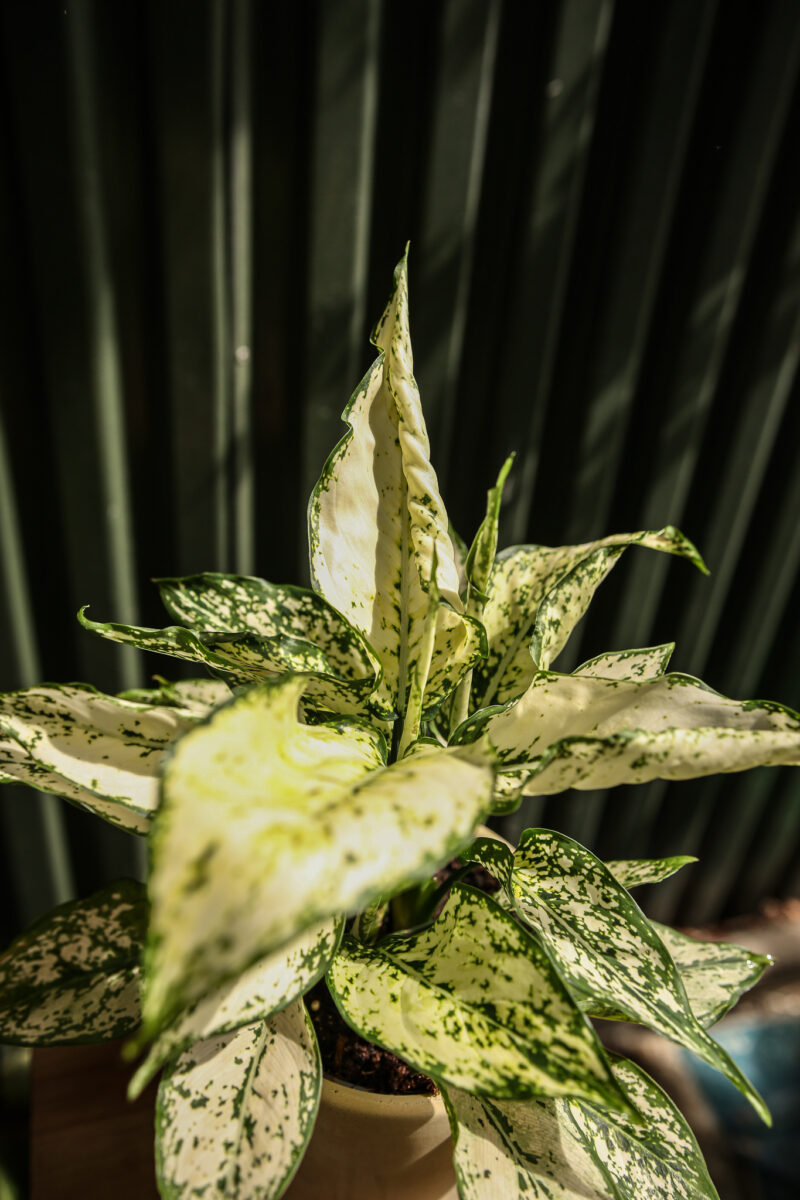 Aglaonema ‘white kiwi’