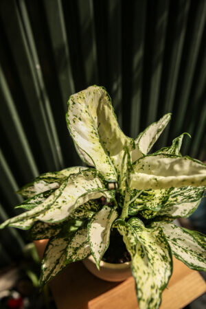 Aglaonema ‘white kiwi’