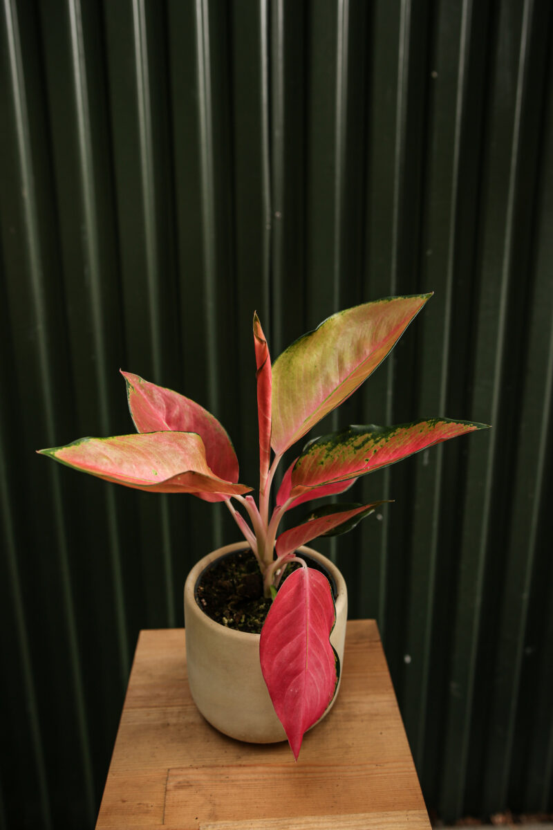 Aglaonema ‘Orange Explosion’