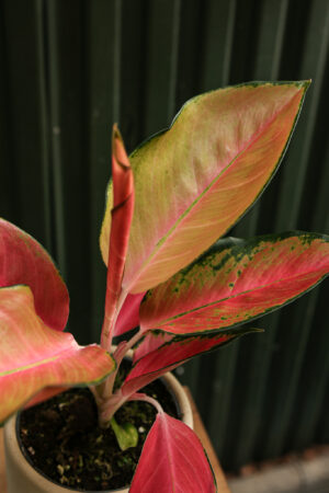 Aglaonema ‘Orange Explosion’