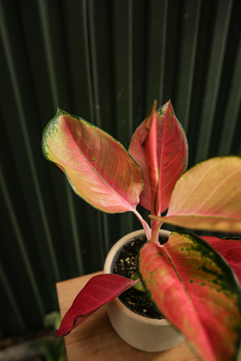 Aglaonema ‘Orange Explosion’