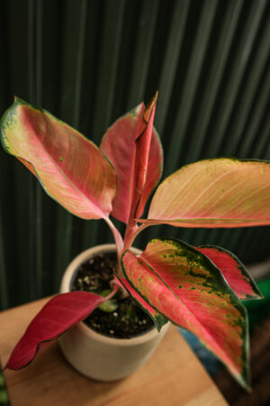 Aglaonema ‘Orange Explosion’