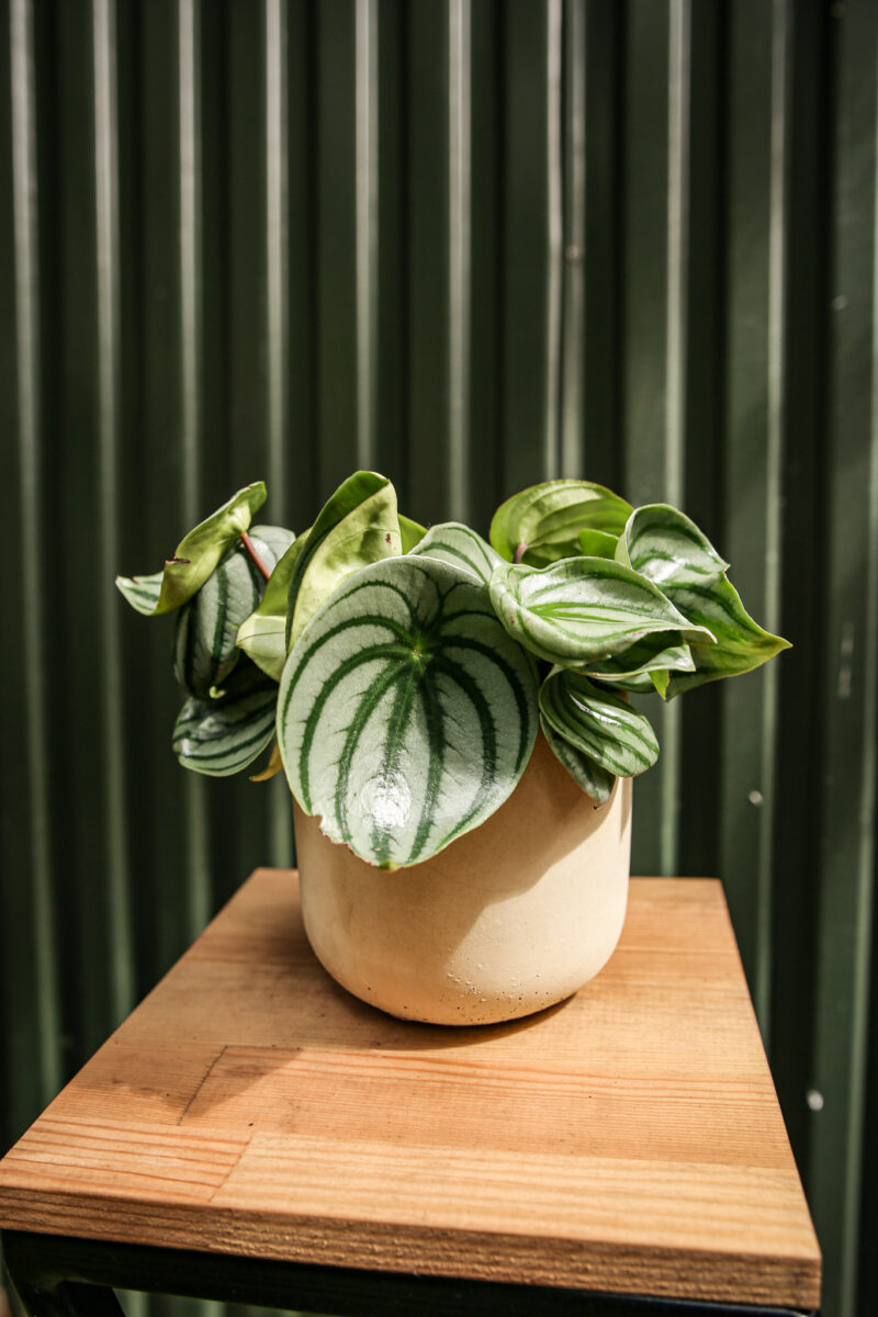 Peperomia ‘Watermelon’ srebrzysta