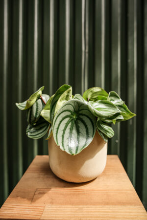 Peperomia ‘Watermelon’ srebrzysta