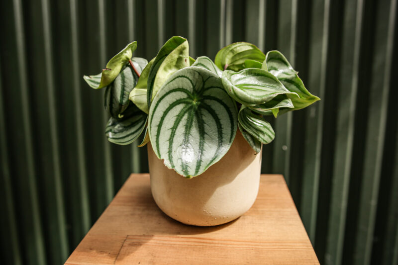 Peperomia ‘Watermelon’ srebrzysta