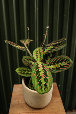 Maranta leuconeura ‘Fascinator Tricolor’