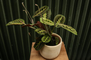 Maranta leuconeura ‘Fascinator Tricolor’