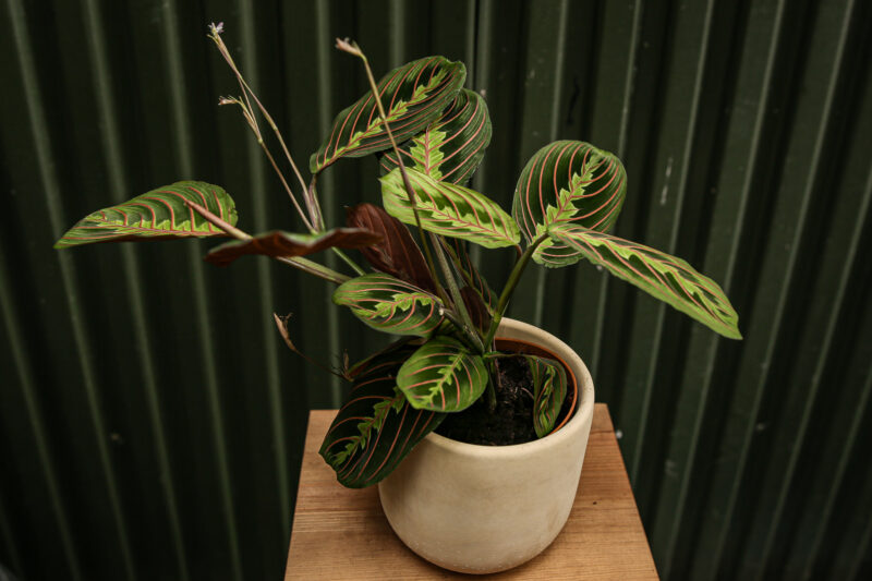 Maranta leuconeura ‘Fascinator Tricolor’