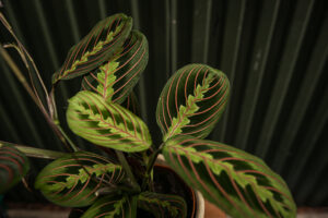 Maranta leuconeura ‘Fascinator Tricolor’