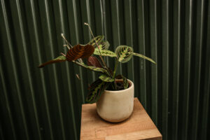 Maranta leuconeura ‘Fascinator Tricolor’