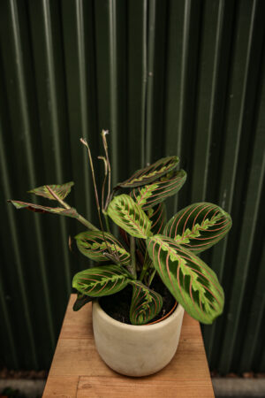Maranta leuconeura ‘Fascinator Tricolor’