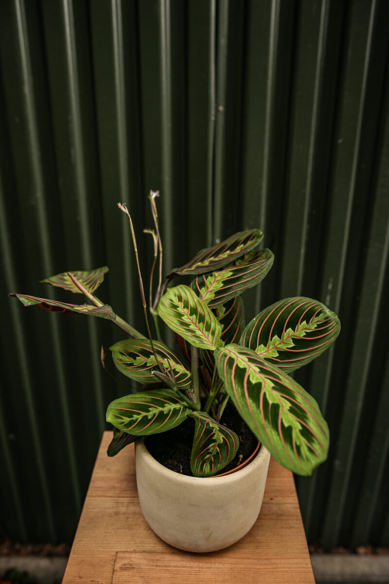 Maranta leuconeura ‘Fascinator Tricolor’