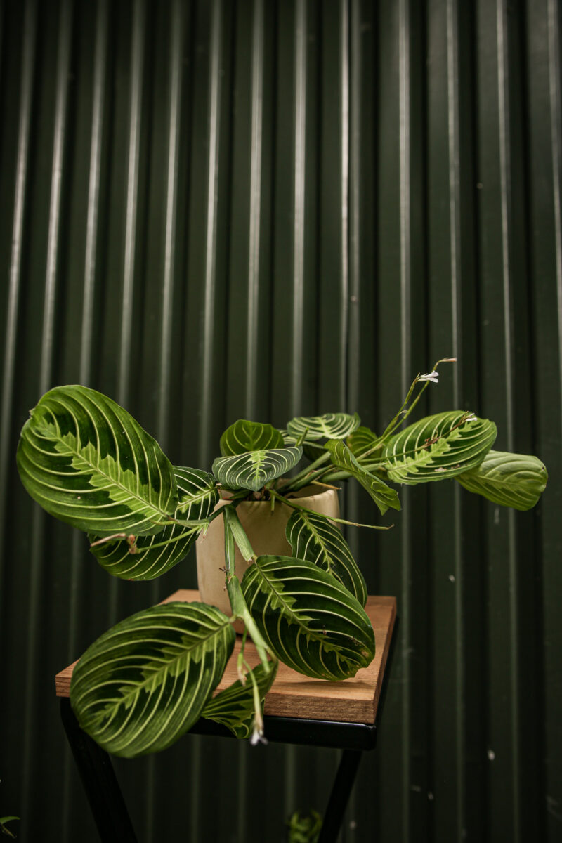Maranta Lemon Lime