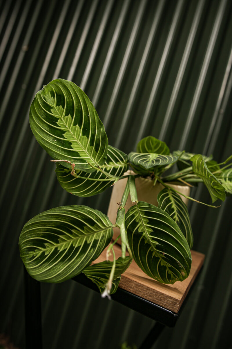 Maranta Lemon Lime