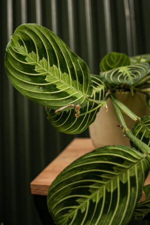 Maranta Lemon Lime