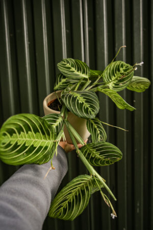 Maranta Lemon Lime
