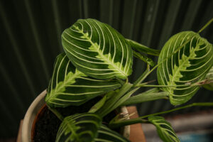 Maranta Lemon Lime