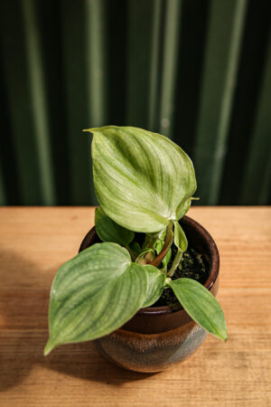 Philodendron Pastazanum Silver