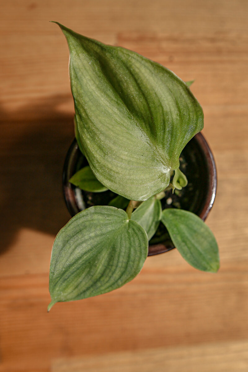 Philodendron Pastazanum Silver